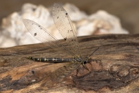 Le Fourmilion longicorne (Neuroptre - Myrmeleontidae - Distoleon tetragrammicus)